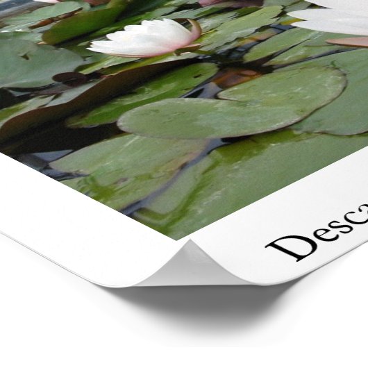 Lilly Pond Poster (Ecke)
