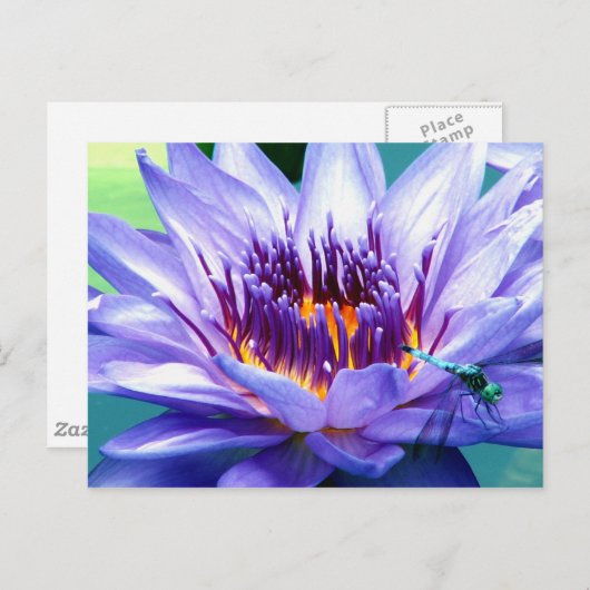 Lilly Postkarte (Vorne/Hinten)