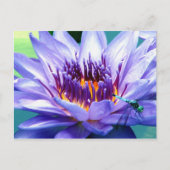 Lilly Postkarte (Vorderseite)