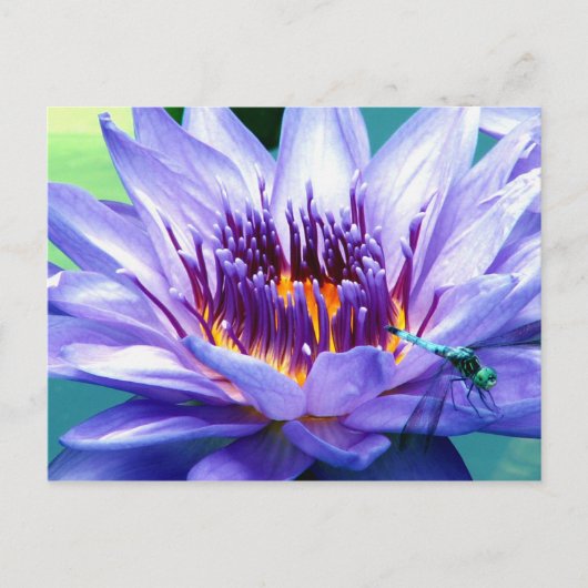 Lilly Postkarte (Vorderseite)