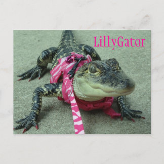 LillyGator Alligator Rescue Postcard Postkarte