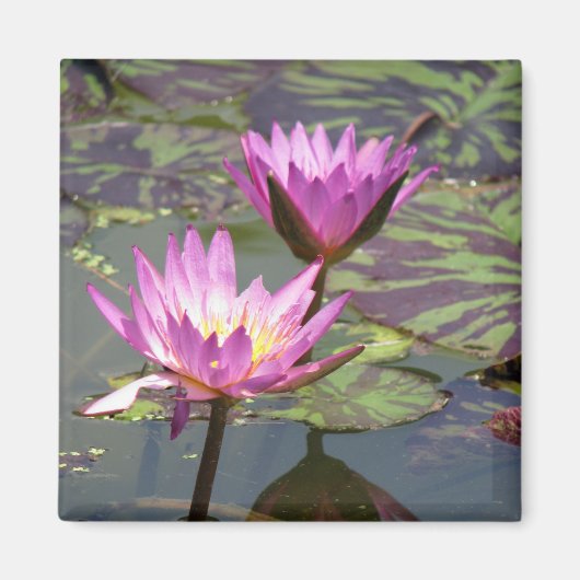 Lillypad Magnet (Vorne)
