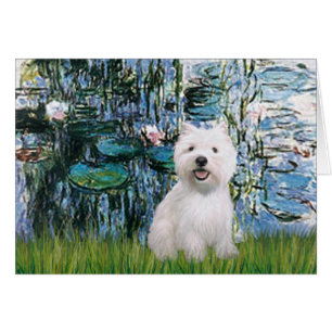 Liloies #1 - Westie 2