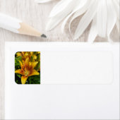 Lily (Insitu)