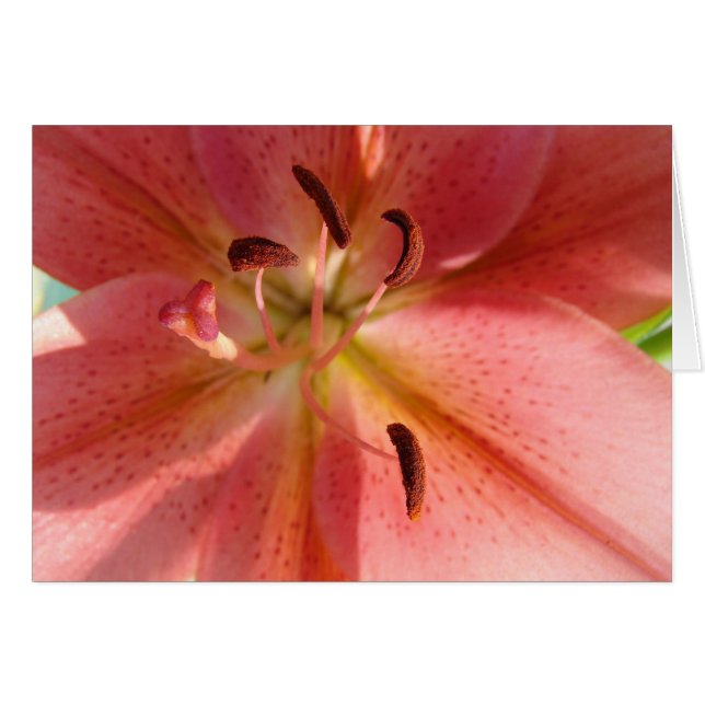 Lily (Vorderseite (Horizontal))