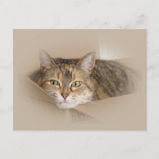 Lily #2 postkarte (Vorderseite)