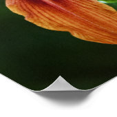 Lily 6588 Print Poster (Ecke)