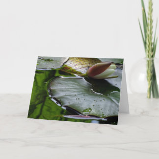 Lily About to Bloom Greeting Card Karte