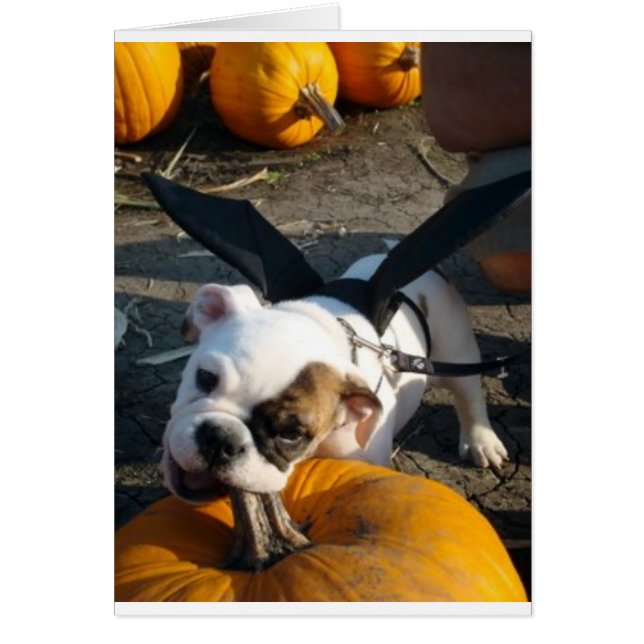 Lily am Pumpkin Patch (Vorne)