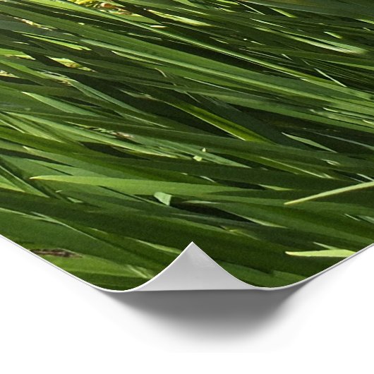 Lily and Iris Garden Poster (Ecke)