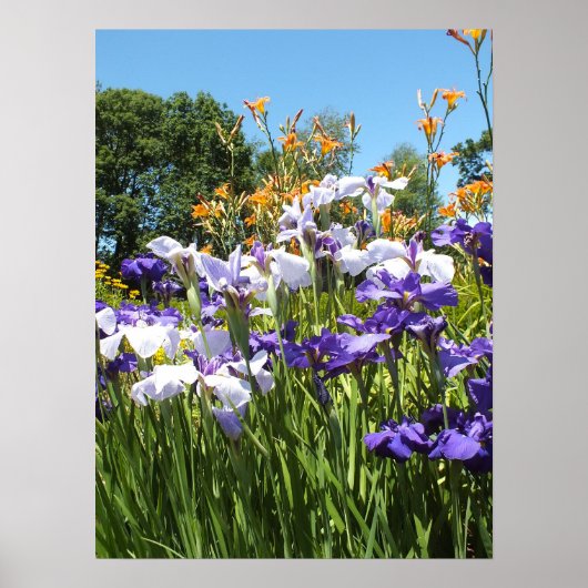Lily and Iris Garden Poster (Vorne)