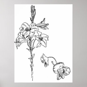 Lily and Poppy Blume Line Zeichnend Poster