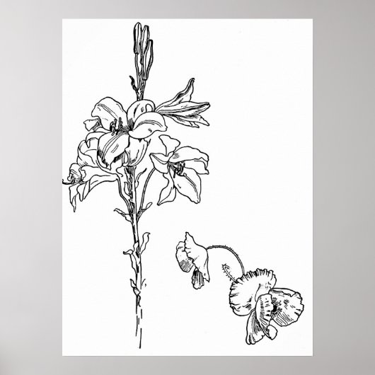 Lily and Poppy Blume Line Zeichnend Poster (Vorne)