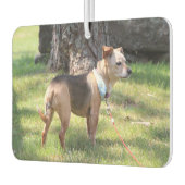 Lily Autolufterfrischer (Links)