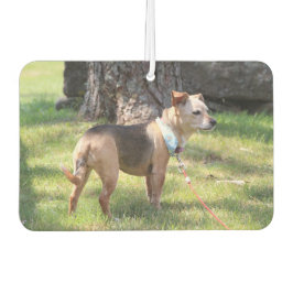 Lily Autolufterfrischer