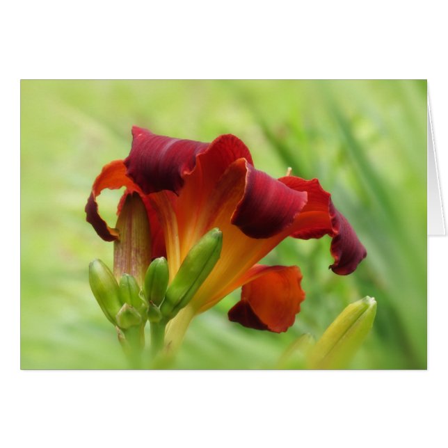 Lily Back - Taglilie (Vorderseite (Horizontal))