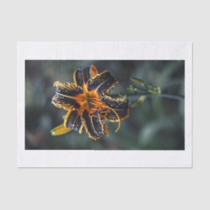 Lily-Blume9 Seidenpapier