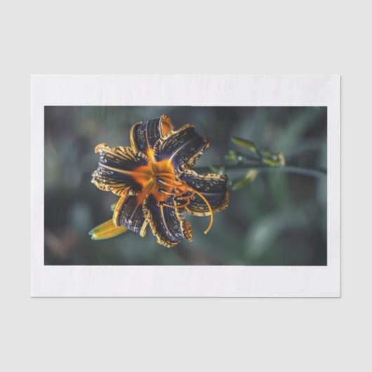 Lily-Blume9 Seidenpapier (Vorderseite)