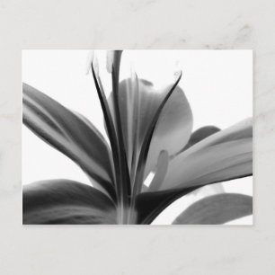 Lily Blume Black and White Floral Fotografy Postkarte