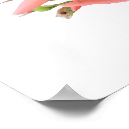 Lily Blume Botanische Kunst Poster (Ecke)