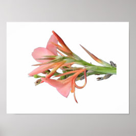 Lily Blume Botanische Kunst Poster