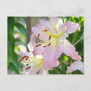 Lily Blume Garden Postkarten Pink Lilies custom