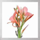 Lily Blume Poster (Vorne)