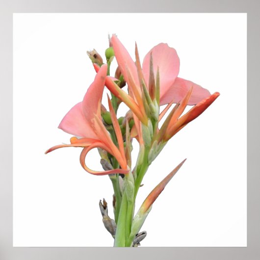 Lily Blume Poster (Vorne)