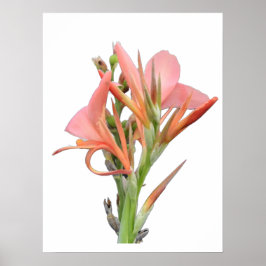 Lily Blume Poster