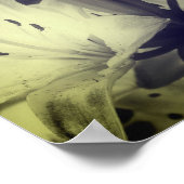 Lily-Blume Schwarz-Weiß-Teilfarbe Poster (Ecke)