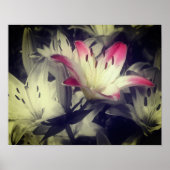 Lily-Blume Schwarz-Weiß-Teilfarbe Poster (Vorne)