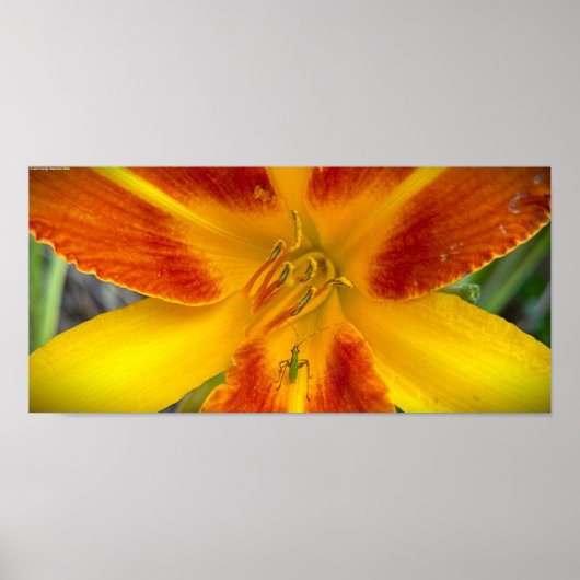 Lily & Bug, Poster (Vorne)