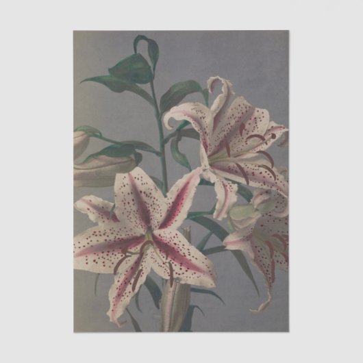 Lily by Ogawa Kazumasa Seidenpapier (Vorderseite)