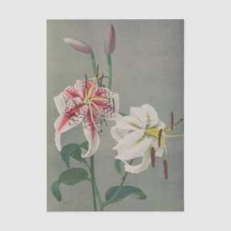 Lily by Ogawa Kazumasa Seidenpapier