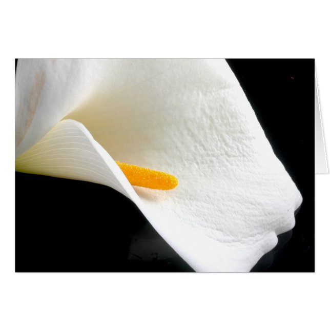 Lily Card (Vorderseite (Horizontal))