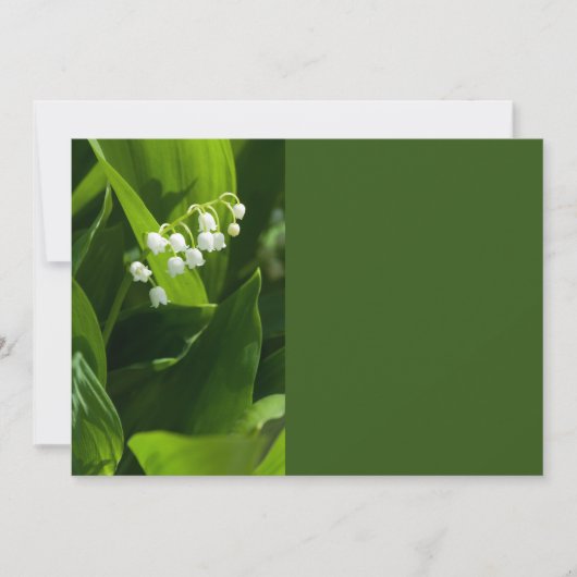 Lily der Blume (Vorderseite)
