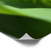 Lily der Blume Poster (Ecke)