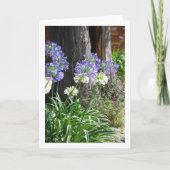 Lily des Nils, afrikanische Lily Karte (Vorderseite)