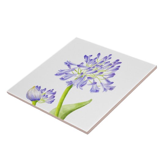 Lily des Nils auf einer Keramik Fliese (Seite)