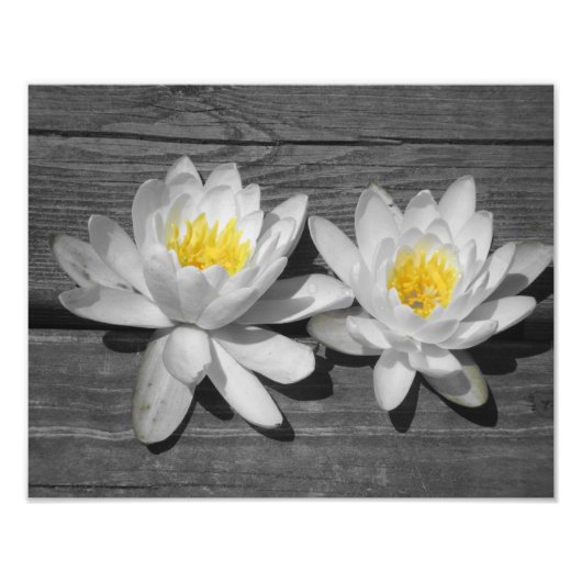 Lily des Wassers 11x14 Fotodruck (Vorne)