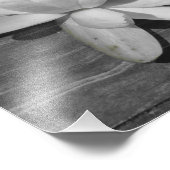 Lily des Wassers 11x14 Fotodruck (Ecke)