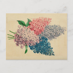 Lily Flower Vintage Botanische Skizze Postkarte
