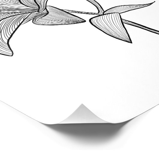 Lily Fotodruck (Ecke)