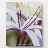 Lily Fotoplatte (Vorderseite)