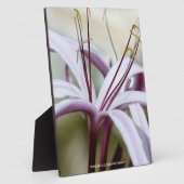 Lily Fotoplatte (Seite)