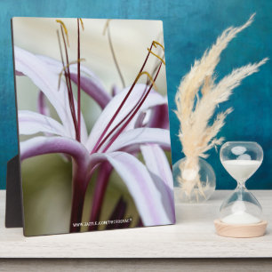 Lily Fotoplatte