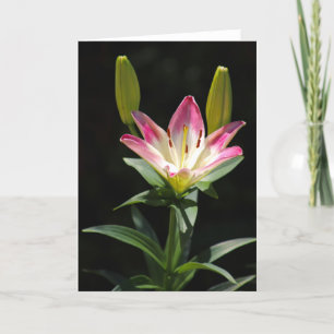 Lily Grußkarte Karte