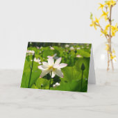 Lily in Los Poblanos Karte (Gelbe Blume)
