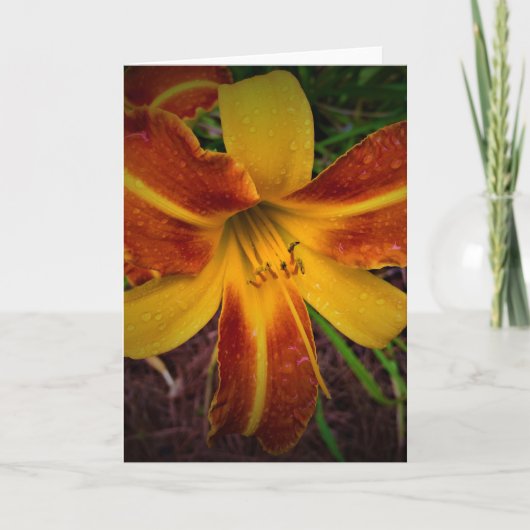 Lily, Karte (Vorderseite)