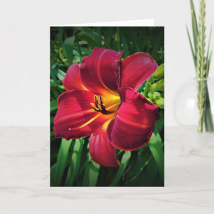 Lily, Karte